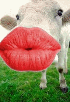 Gif animé bouche vache